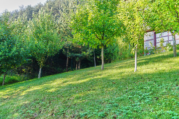 Fruit trees in the backyard garden
