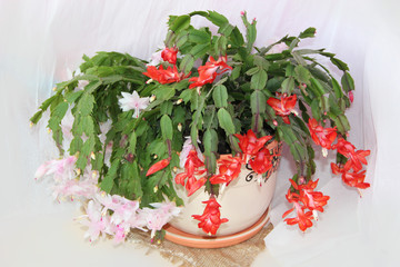 Beautiful red flowers of Schlumbergera. Room decoration