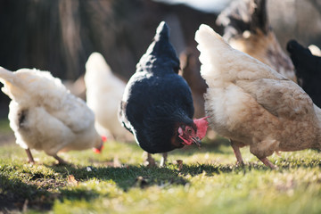 Small sustainable farm. Detail of feeding chicken. Feeding time.