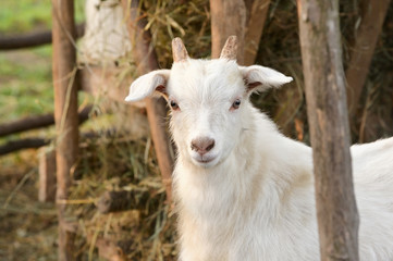 Obraz premium Young Goat In The Spring Farm