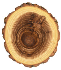 Acacia wood slab unique texture with year rings texture isolated on white background