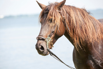 A brown horse with a soft lake behind it.