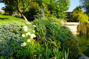Obraz premium Beautiful white daisy flowers in the backyard garden