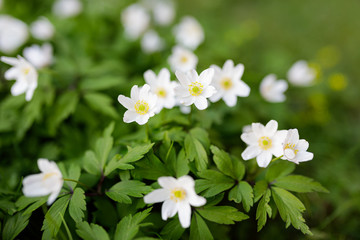Anemone nemorosa flower blooming outdoors at spring day