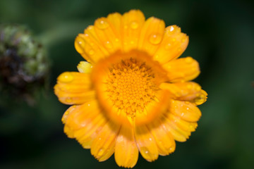 Close-up of orange calendula officinalis flower in which you can see its petals with water drops