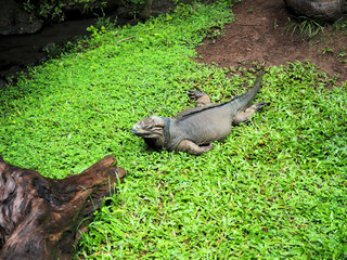 The monitor lizard is lying on the grass.