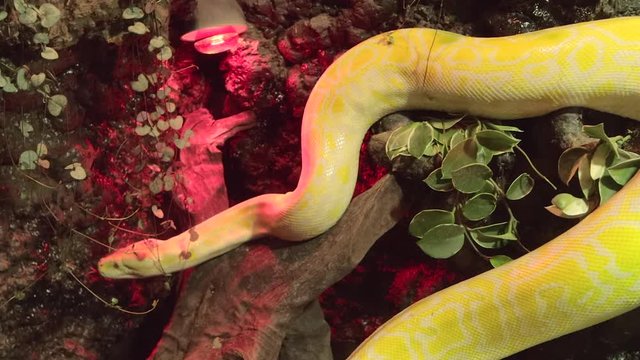 A giant yellow snake living in a deep jungle