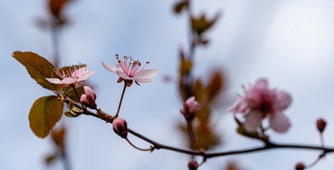 Prunus Cerasifera Pissardii Tree blossom with pink flowers. Spring twig of Cherry, Prunus cerasus on blurred natural garden background. Selective focus. Fresh wallpaper, nature background concept