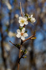 Close Up Branch in Spring Blossom