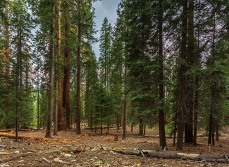 Giant redwood, located at the Sequoia National Park, California, USA.