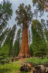 Giant redwood, located at the Sequoia National Park, California, USA.