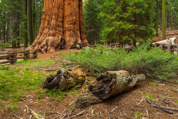 Naklejka na ściany i meble Giant redwood, located at the Sequoia National Park, California, USA.