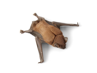 Dead bat close-up isolated