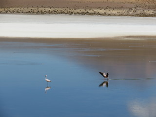 Acasalamento Flamingo