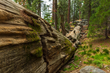 Naklejka premium Giant redwood, located at the Sequoia National Park, California, USA.