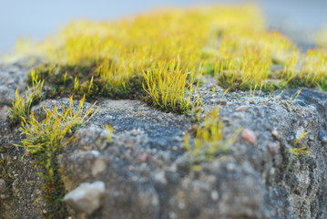 żółte mchy