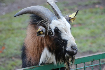 Ziege Zoo Halbprofil