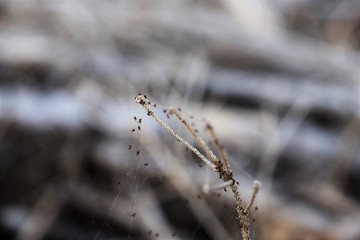 Spinnenbabys