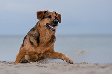 Hund am Strand hat Spaß