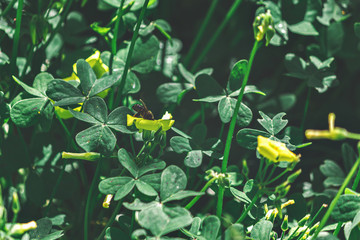 Close-up of a bee on a flower, nature, spring