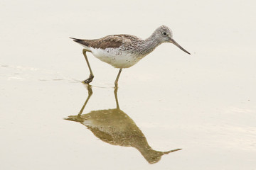 Common Greenshank in the water
