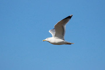Fototapeta na wymiar European herring gull Larus argentatus flying under sky. Large white common waterbird in wildlife.