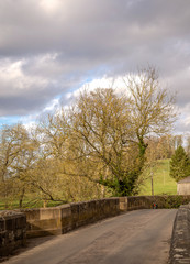 Tree and bridge.