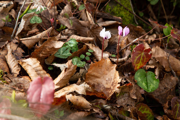 among the old foliage bloomed the first forest spring flowers cyclamen