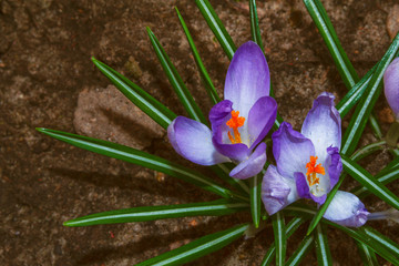 Bright and colorful crocus flowers.