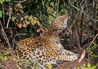 Fototapeta na wymiar Jaguar Yawning in the Jungle