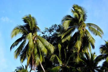 Fototapeta na wymiar Palms of the Beach