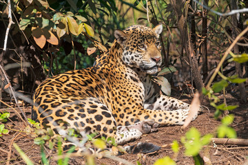 Fototapeta na wymiar Jaguar Resting on a Hot Day