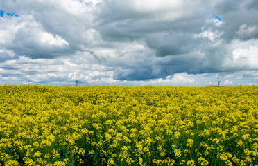 Fototapeta premium Yello flower crop