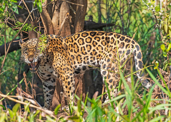 Jaguar Growling in the Jungle