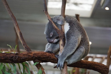Sleeping koala at Lone Pine Koala Sanctuary