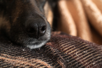 close-up of the dog's nose, dog lying on a pillow under a blanket