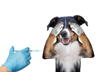vaccinating dog on white background, hiding covering eye