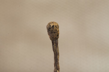 burnt match