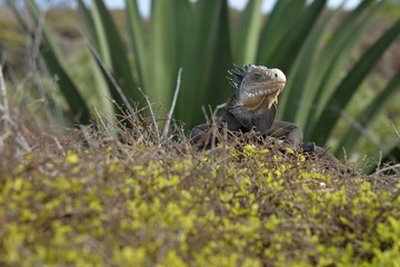 IGUANE