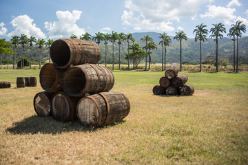 old rum barrels adorning the park and its palm trees