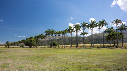 Fototapeta premium path with palm trees in the park