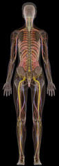 Human Anatomy X-Ray Female Body From Back