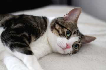 Fototapeta na wymiar Domestic tabby cat lying on a sofa. Selective focus.