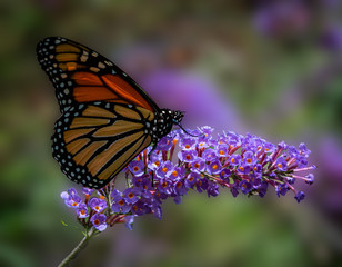 Butterfly on Flower