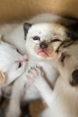 Three cute little sibling kittens