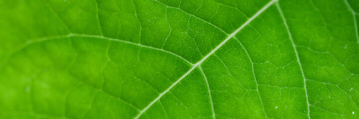 green leaf close-up, abstract flora texture