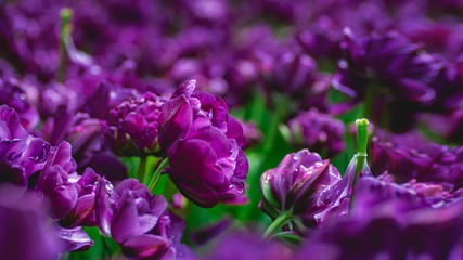 Obraz premium purple tulips with fresh green leaves in soft lights at blur background Hollands tulip bloom in the park in spring season, one flower left without all the petals flew around . Selective focus