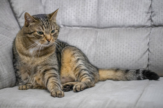 sleepy tabby cat sitting on a sofa