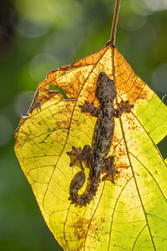 Flying Gecko