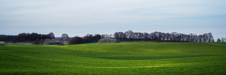 green meadow under blue sky on a clear sunny day